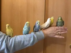 Prodám mladé andulky po vylétnutí z budky