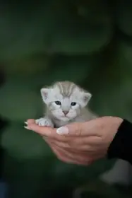 Bengálská koťátka s PP