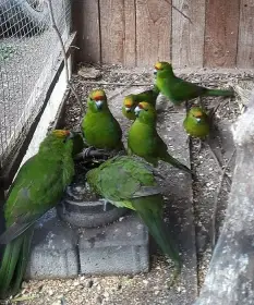 Kakariki žlutočelý samice