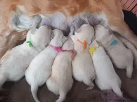 Nabízím štěňátka  zlatého retrivera