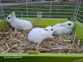 Zakrslý Hototský králík