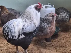 Araukana stříbrokrká 1.4