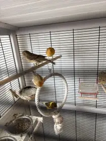 Prodám mladé kanáry (II/26)