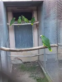 Amazoňan modročelý