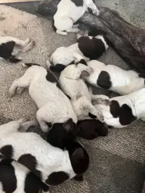 Zadám štěňata Německého krátkosrstého ohaře s PP