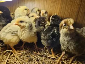 Kuřata Vyandotky a mix