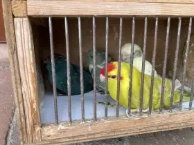 Kakariki červenočelý