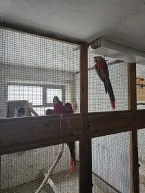 Ara Ararauna, Harlekýn, Arakanga, Hyacintový, Zelenokřídlý, Kakadu Havraní, Amaz