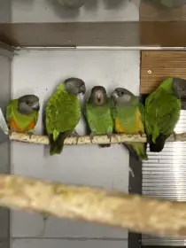 Mláďata odchov pod rodiči