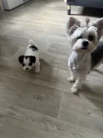 Nabízím k rezervaci štěňátka plemene typu biewer teriér bez PP