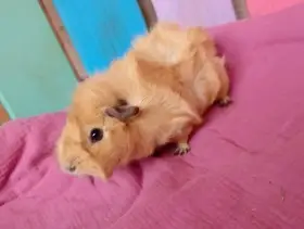 Sháním samečka na nakrytí