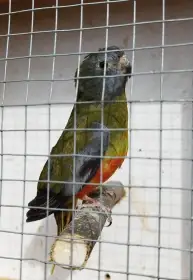 Neofema modrohlava chovna samice 23