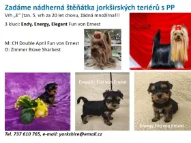 Krásní jorci -pejsci s PP