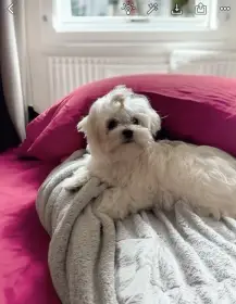 Maltézský psík s PP