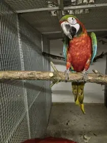 Prodám samce Harlekyna