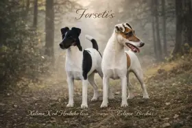 Foxteriér hladkosrstý