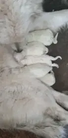 Prodám štěňata slovenský čuvač bez PP