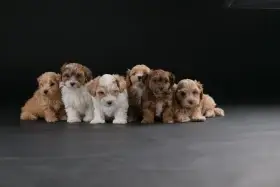 Havanský bišonek krásná štěňata