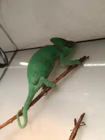 Chameleon jemenský terária