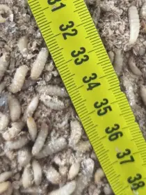 Kvalitní krmný hmyz - široký sortiment - rozvoz zdarma