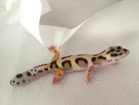 Gekončík noční Bandit non het