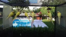 Pap.alexandřin(princ)