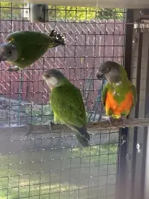 Mláďata odchov pod rodiči