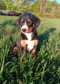 Entlebušský salašnický pes - štěňata s PP