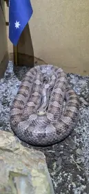 Daruji samce užovky červené