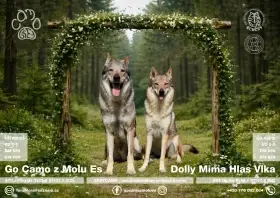 Štěňata československého vlčáka s PP