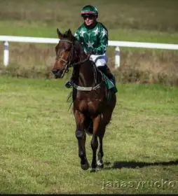 Valach, 5 let – hledá svůj stálý domov