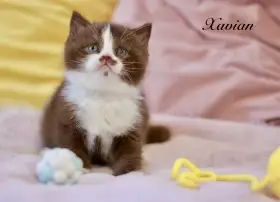 Exkluzivní britská koťata – čokoládový a skořicový bicolor s PP