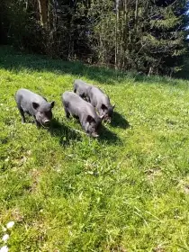 Nabízím selata Gottingenského prasete