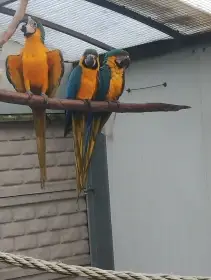 Ara ararauna