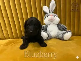 Doubledoodle (Labradoodle, Bordoodle)