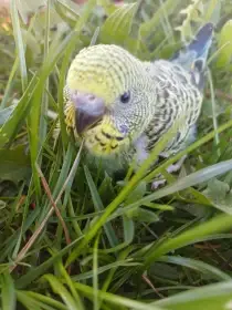 Nabízím mláďata andulek