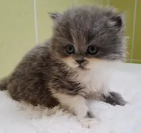 Britský dlouhosrstý kocourek Leonek s PP - odběr 7/2026