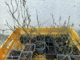 Kanadské borůvky v květníku P-9