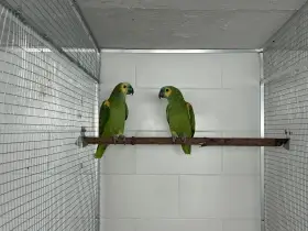 Amazoňan modročelý