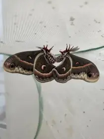 Hyalophora cecropia, vajíčka