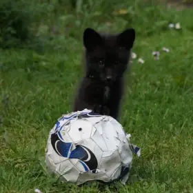 Domestic silver fox, tame puppies 2026 transport possible