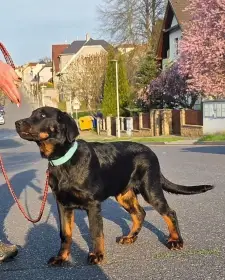 Beauceron s PP