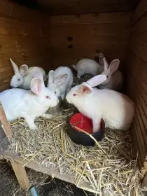 Mladí králici Hyla