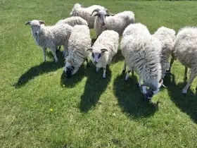 Prodám letošní jehničky valašské ovce