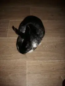 Králík plemene rex