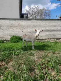 Prodám roční kozu