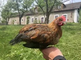 Kohoutci Zlaté české kropenky