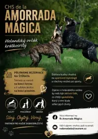 Holandský ovčák krátkosrstý.