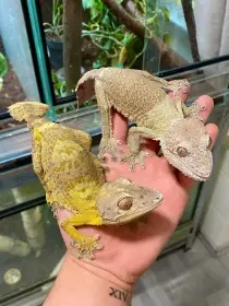 1.1 Uroplatus Henkeli Adult