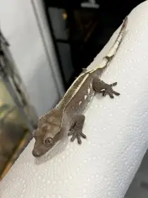 Axanthic c. Ciliatus